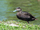 American Black Duck (WWT Slimbridge May 2012) - pic by Nigel Key